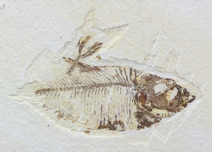 Bargain Diplomystus Fossil Fish - Wyoming #51798